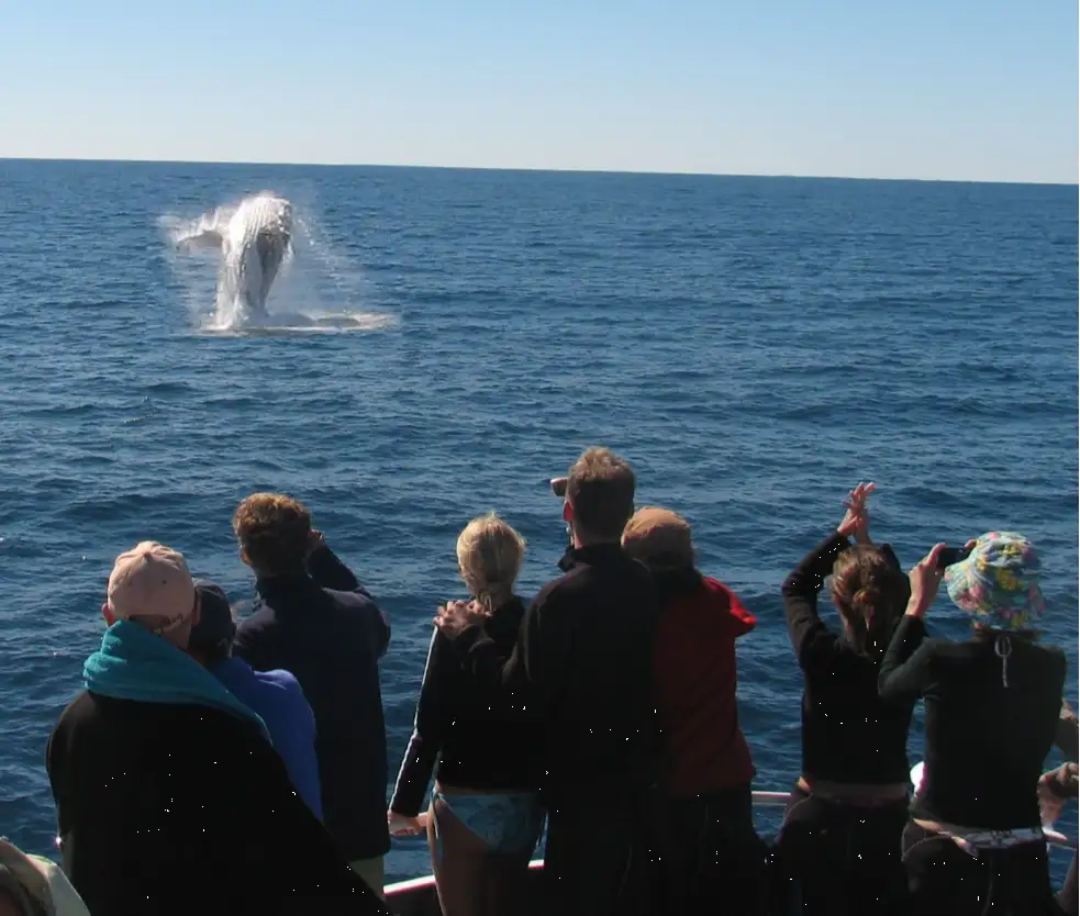 Coral Bay Whale Watching Tour