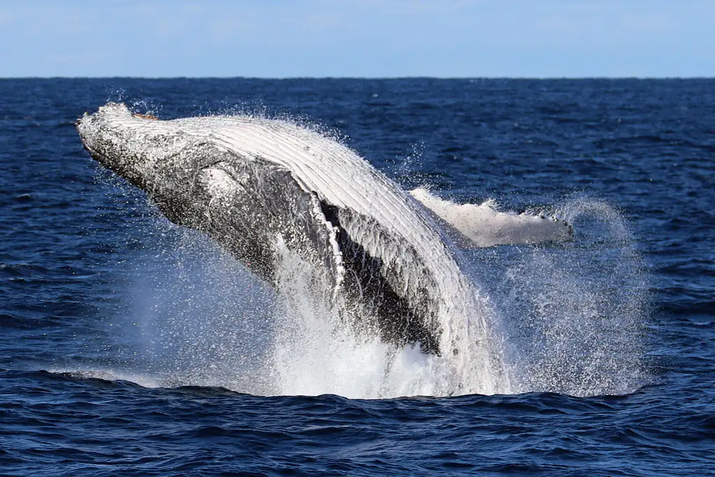Shellharbour Whale Watching Cruise | From Shell Cove