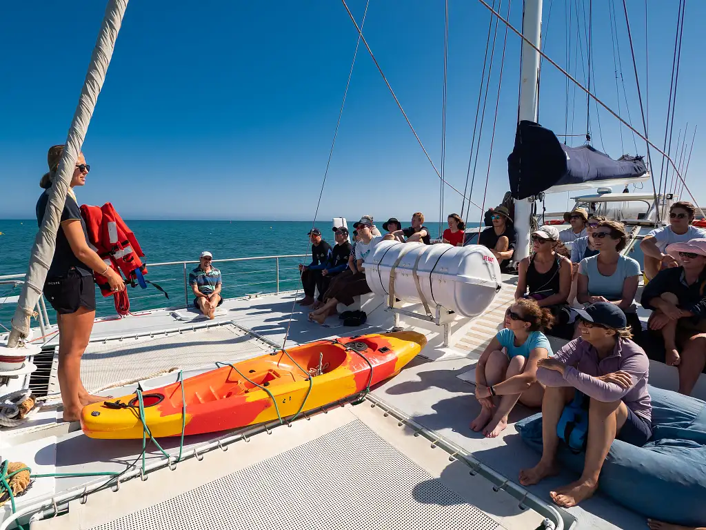 Ningaloo Whale Shark Swim on a Catamaran (Mar-July) | From Exmouth