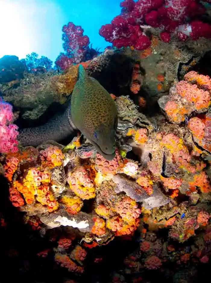 Yongala Wreck Full Day Dive Tour Including Ferry