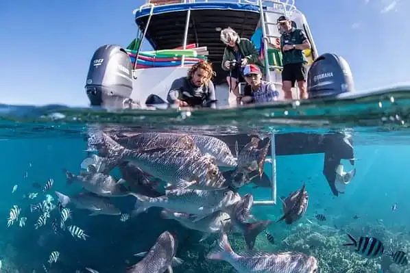 A photo taken half underwater and half on the surface of the water. The waterline cuts through the photograph horizontally, with large fish swimming in the bottom half of the photo and the back of a tour boat bobbing on the water's surface in the top half of the photo. 