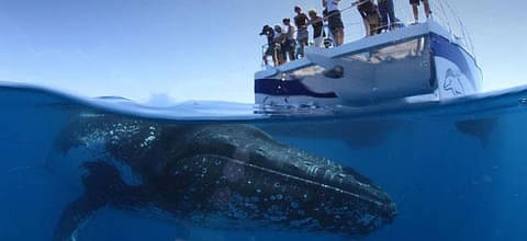 Hervey Bay Whale Watching Cruise Small Group