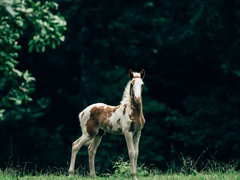 Horseback Riding Tocori Waterfalls & Ranch