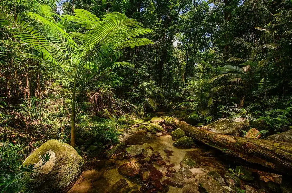 Ngadiku Dreamtime Walk | Mossman Gorge + Daintree Croc Cruise