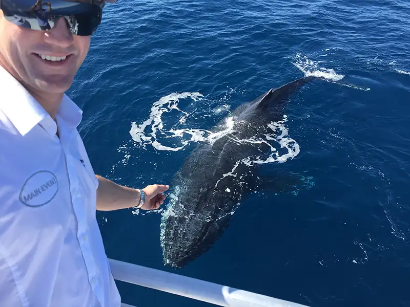 Half Day Whale Watching Experience from Bundaberg (July - Oct 25)