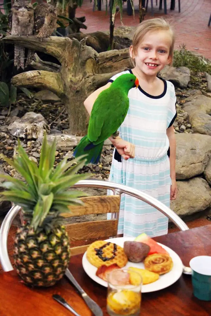Wildlife Habitat Entry + Breakfast with the Birds | Port Douglas