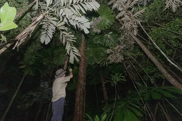 Cape Tribulation nocturnal animals guided nighttime walk
