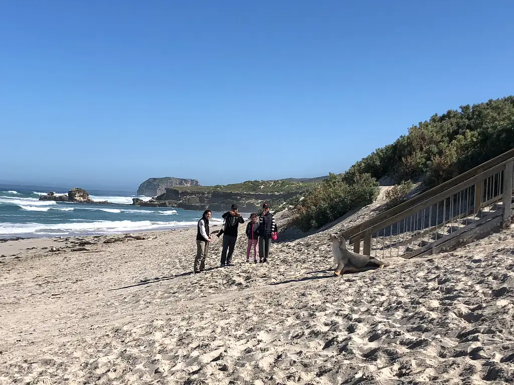 Seal Bay and North Coast Wildlife 4WD Tour - Kangaroo Island