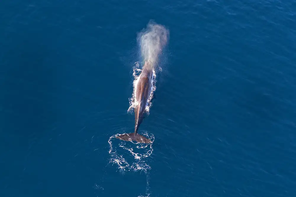 Kaikōura Whale Watching & Heli Gourmet experience  - For 2 people