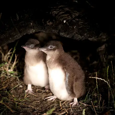 bicheno penguins season