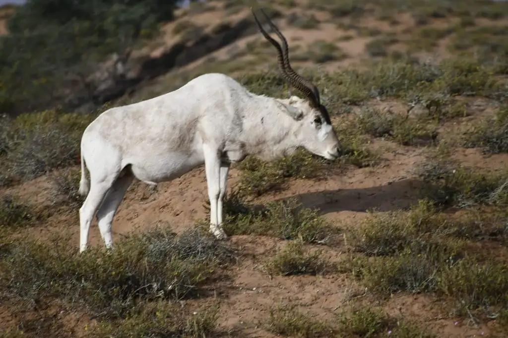 Half Day Souss-Massa National Park Guided Tour