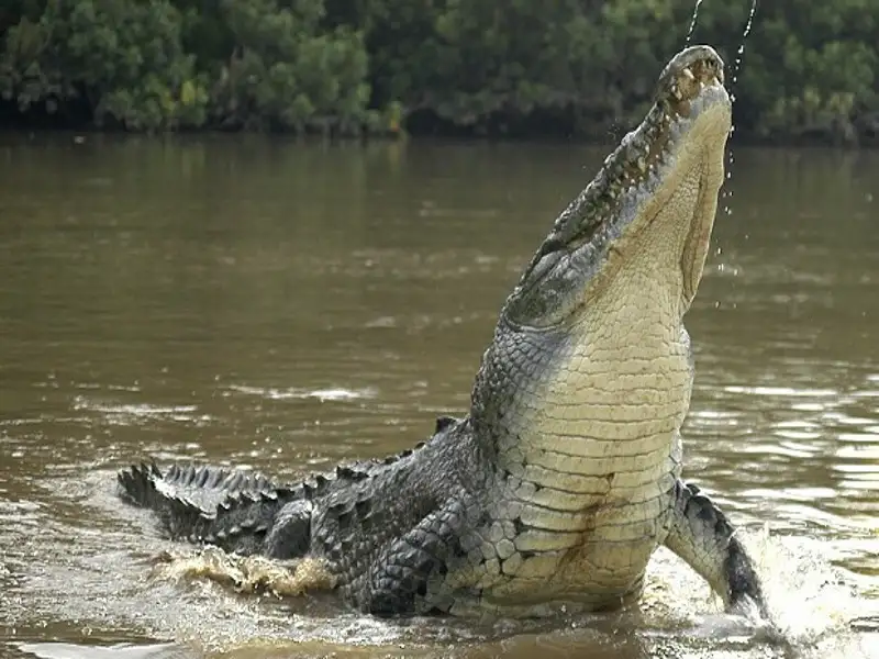 Tarcoles River Crocodile Safari from Jacó