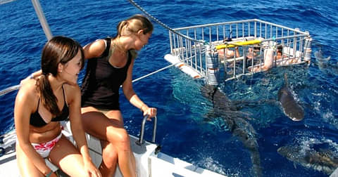 Waikiki Shark Cage Diving