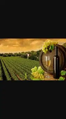 Premium Full Day Wine Tour - Margaret River