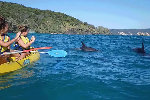 Dolphin kayaking Noosa