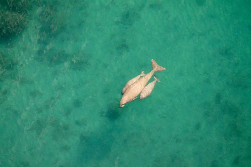 Exmouth Gulf & Ningaloo Reef Microlight Lesson