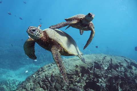 swim with turtles in Hawaii
