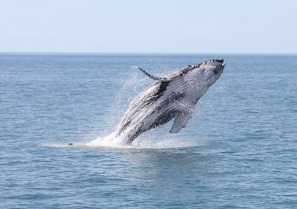 Freedom Premium 3/4 Day Whale Watch Cruise - spend more time with the whales