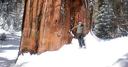 Giant Sequoia Hike or Snowshoe