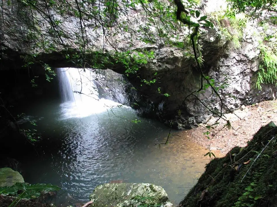 Springbrook & Tamborine Rainforest Tour
