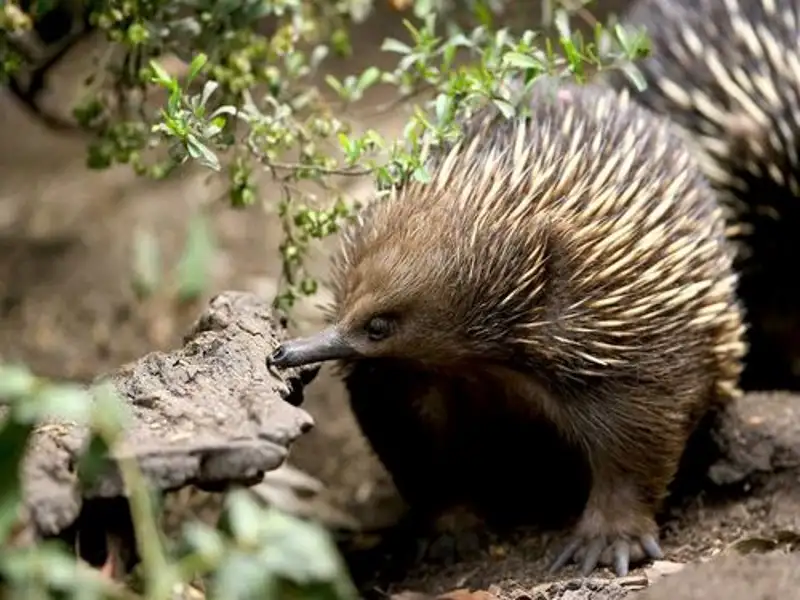 Healesville Sanctuary & Puffing Billy Steam Train 1 Day