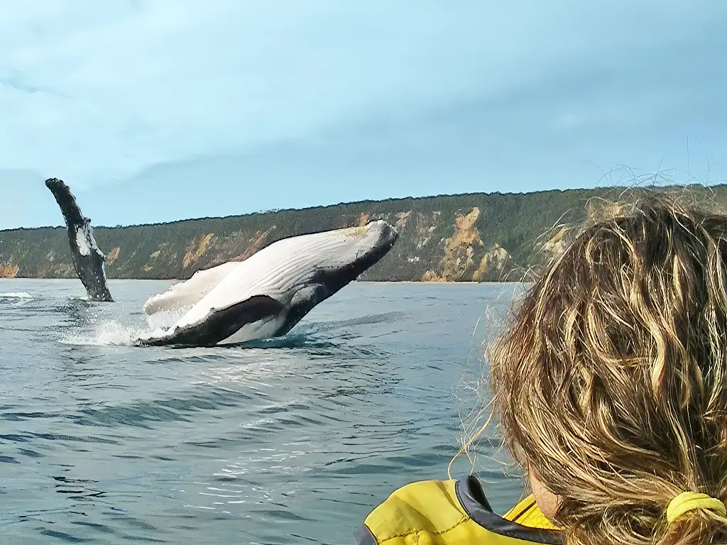 Whale Watching Kayak & Great Beach Drive Adventure | From Rainbow Beach