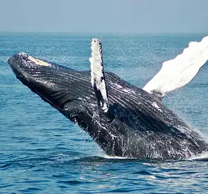 Whale & Dolphin Watching