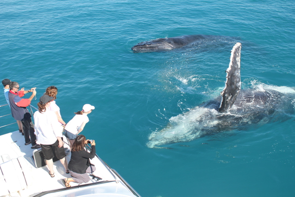 broome whale watching and sunset cruises