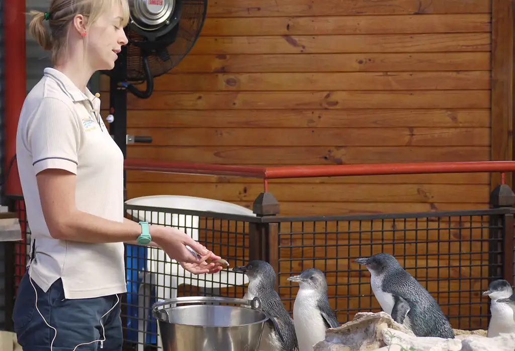 Full-Day Penguin Island & Fremantle Town Tour