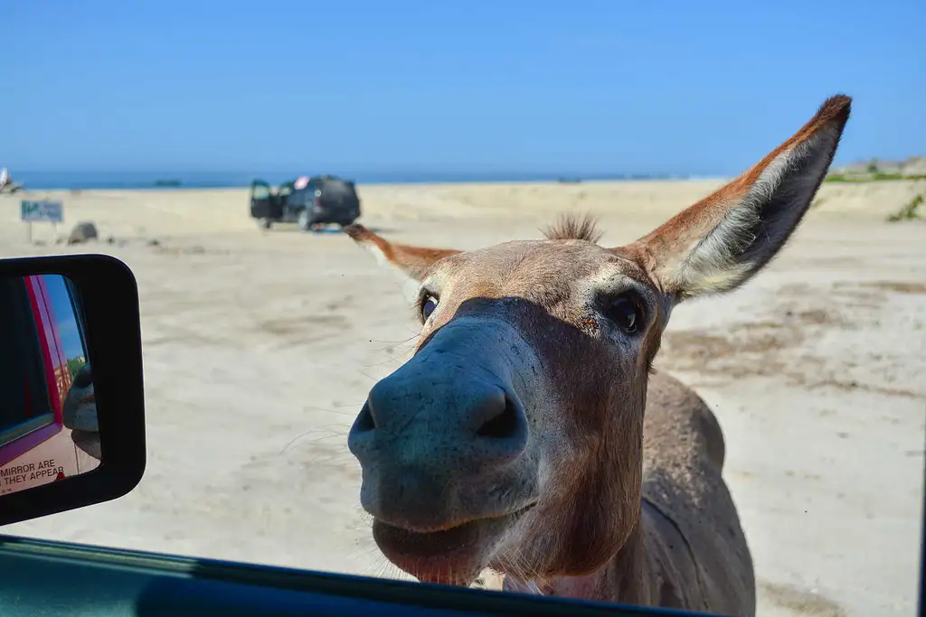 4WD Jeep Ride - National Park of Cabo Pulmo