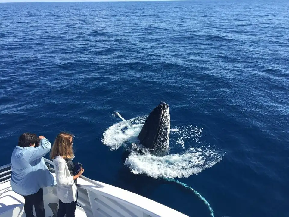 Half Day Whale Watching Experience from Bundaberg (July - Oct 25)