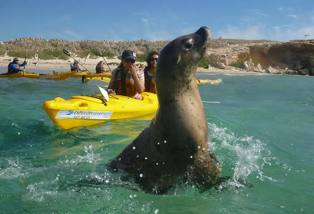 Full-Day Penguin Island & Fremantle Town Tour