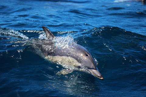 Port Stephens Dolphin Discovery Cruise