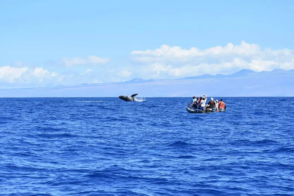 Kona Snorkeling – Beat the Crowd Tour