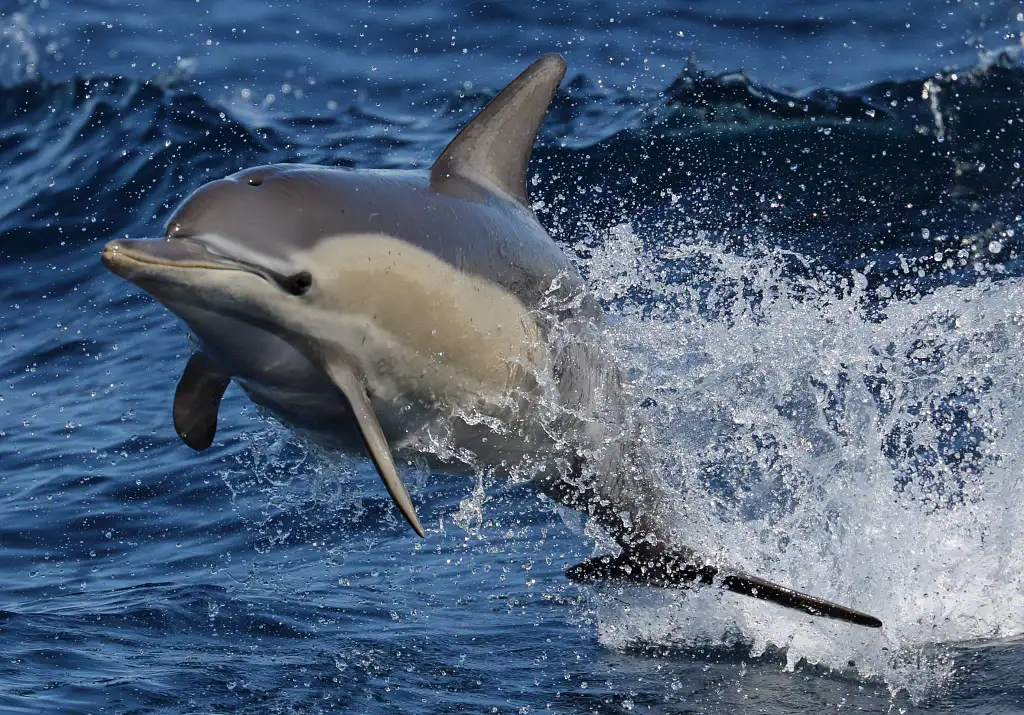 Shellharbour Eco Scenic Cruise