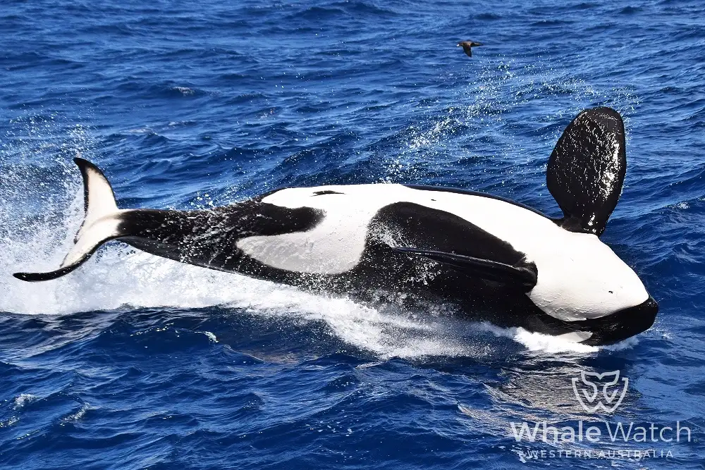 Bremer Bay Orca Experience | Bremer Bay Whale Watching