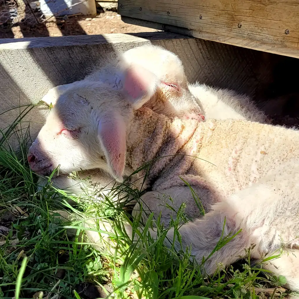 Lake Tekapo Petting Zoo
