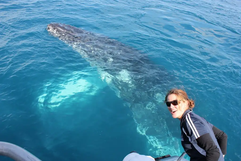 Freedom Premium 3/4 Day Whale Watch Cruise - spend more time with the whales