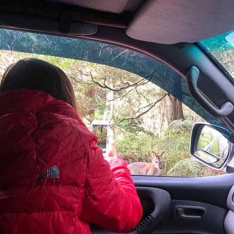 Blue Mountains Off The Beaten Track 4WD Day Adventure Special