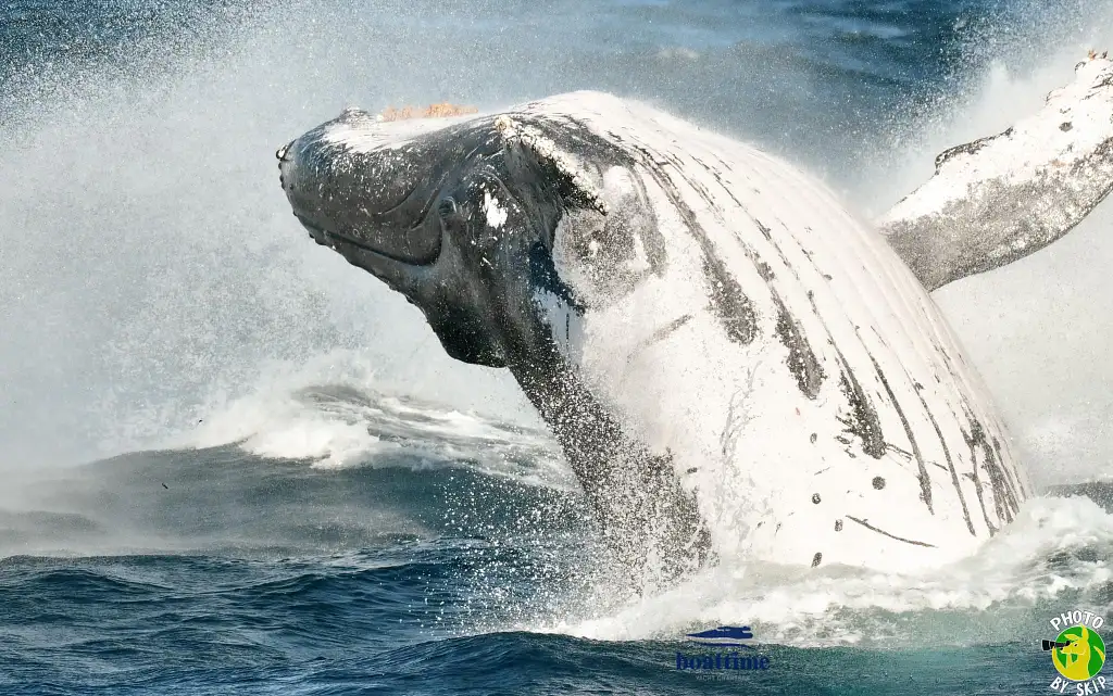 Small Group, Super Yacht Whale Watching Experience
