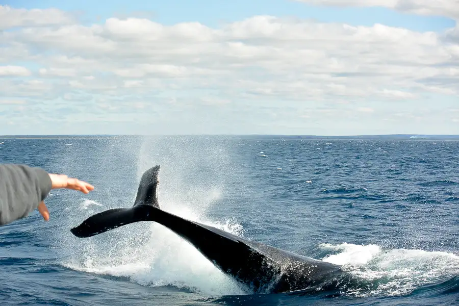 Dunsborough Whale Watching Eco Tour