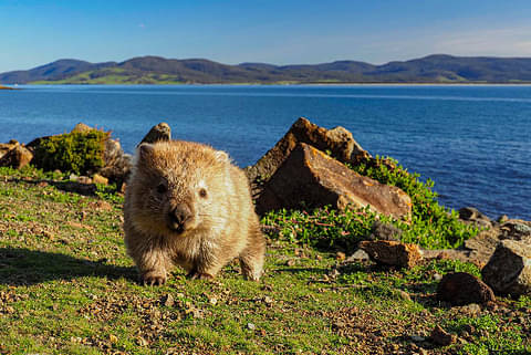 5 Day East Coast Tasmania Walk Discount