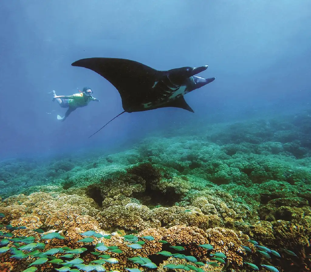 Manta Ray Snorkelling Experience Full Day Adventure