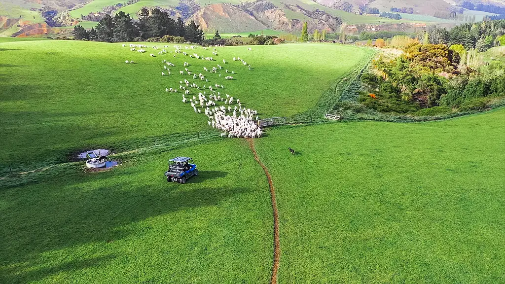 Tawanui Farm Tour