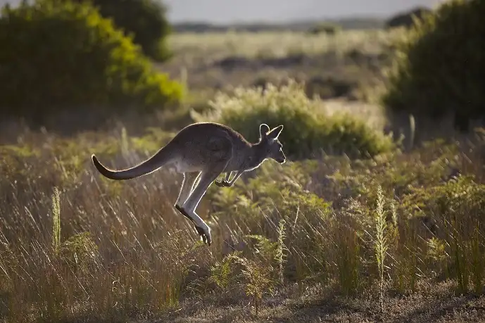 4 Day Daylesford & Goldfields Track Highlights Walking Tour
