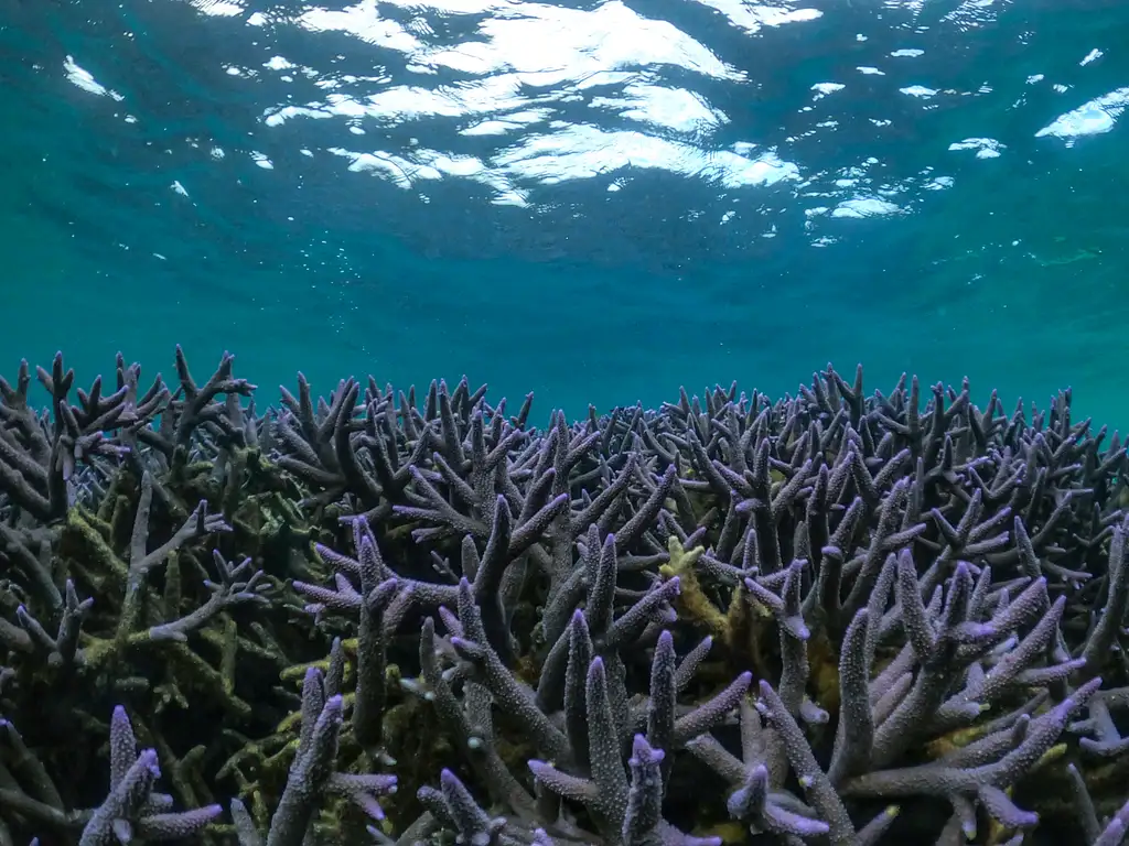 Coral By Kayak | Exmouth