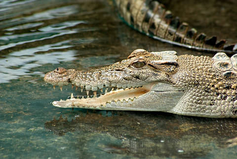Port Douglas To Cooktown Tours