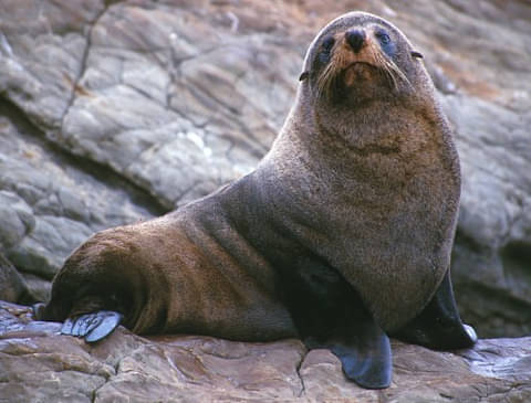Ship Cove Seal Wildlife