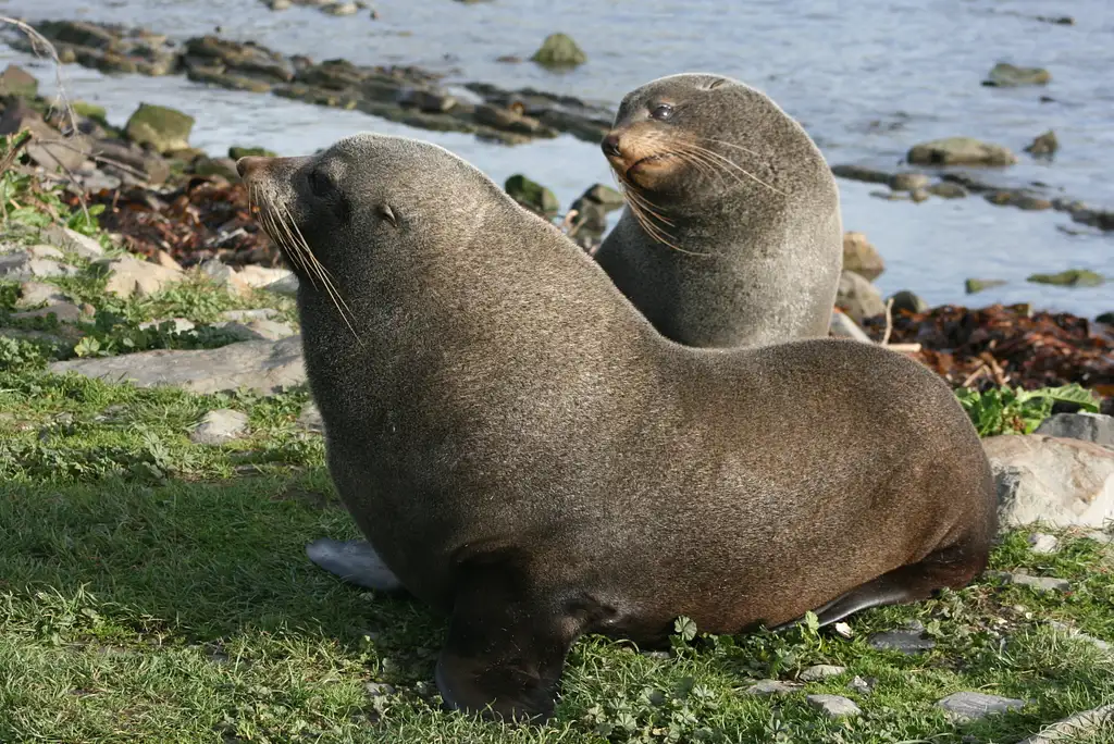 South Island Kaikoura Whale Watching Tour