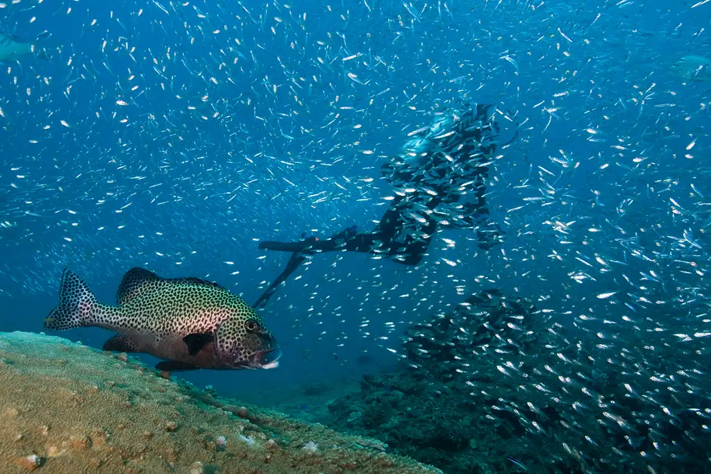 Muiron Island Dive and Snorkel Tour